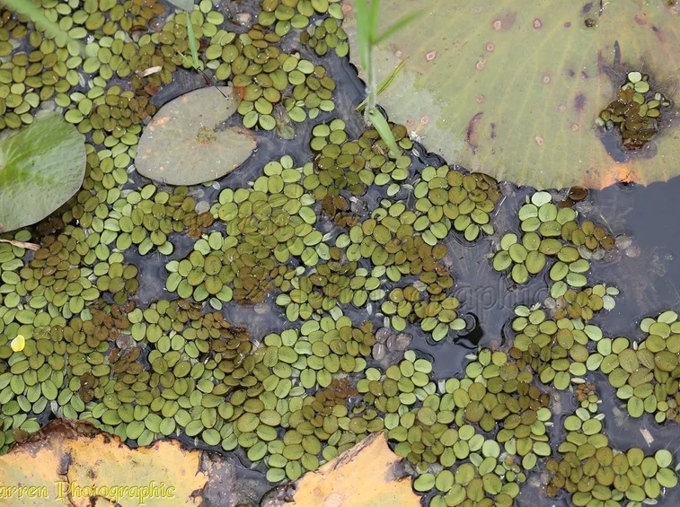 pianta di salvia acquatica