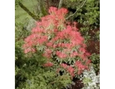 pieris