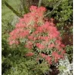 pieris
