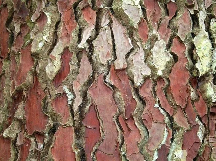 Parassiti e malattie pino