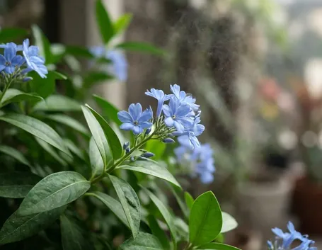 plumbago