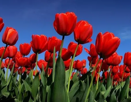 tulipani
