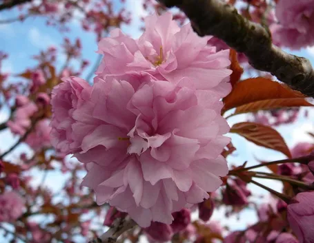 fiore di pianta