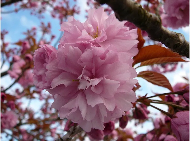 fiore di pianta
