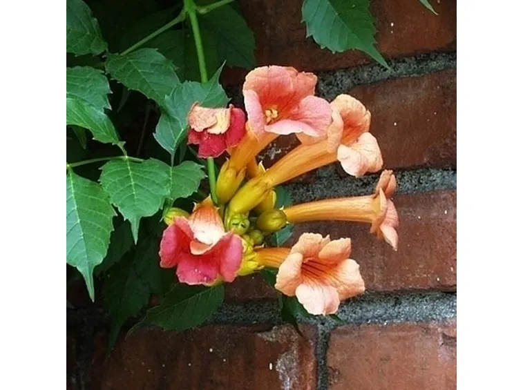 campsis radicans