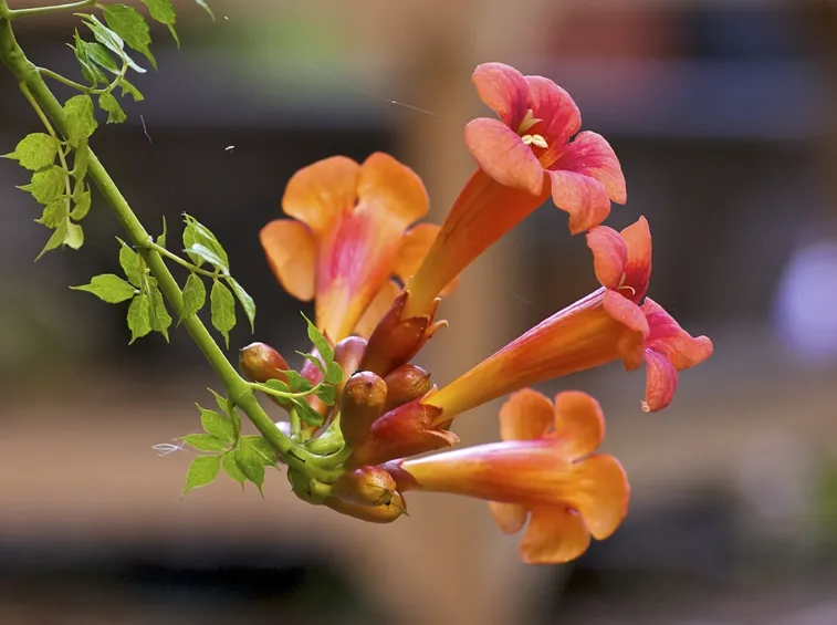 bignonia fiori