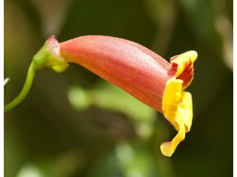 Bignonia