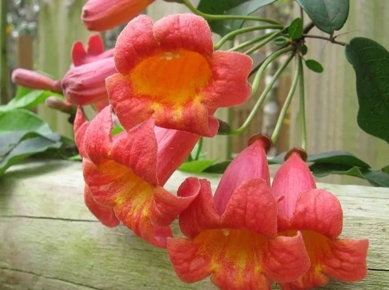 Bignonia