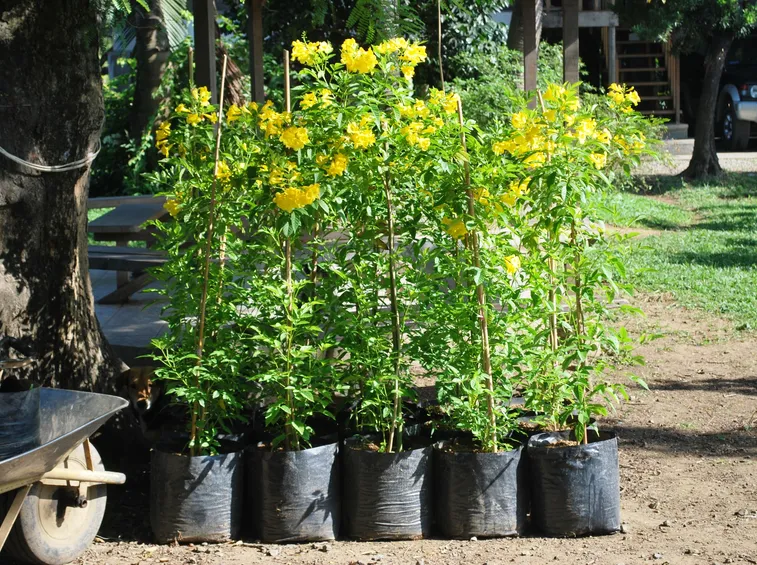 bignonia