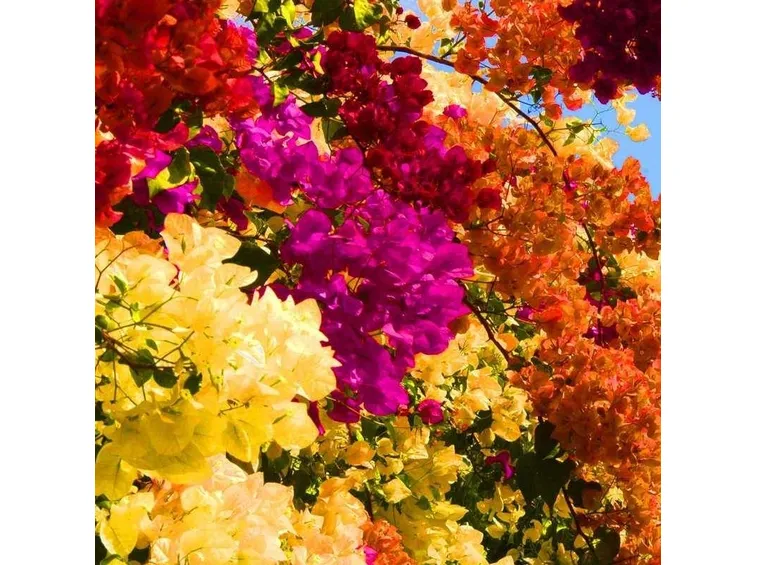 Bougainville