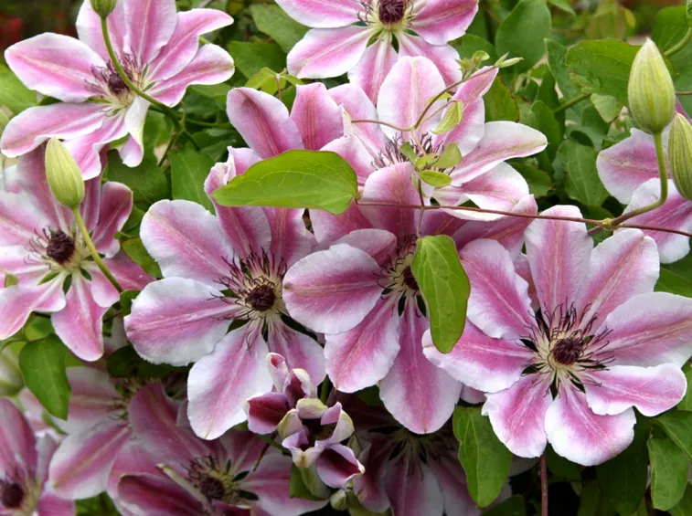 clematis nelly moser