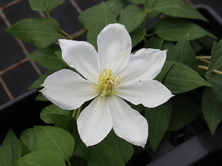 clematis valge daam