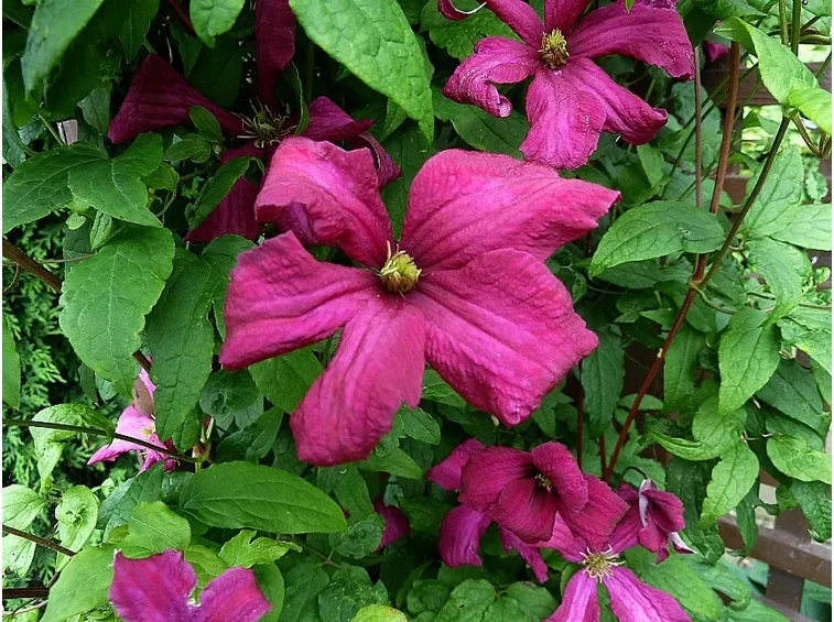 clematis viticella