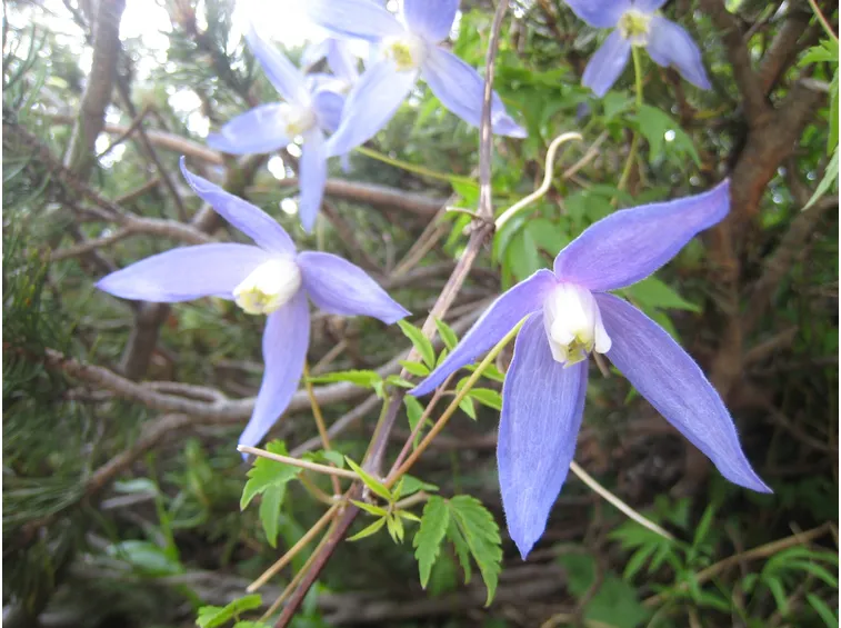 Clematis alpina