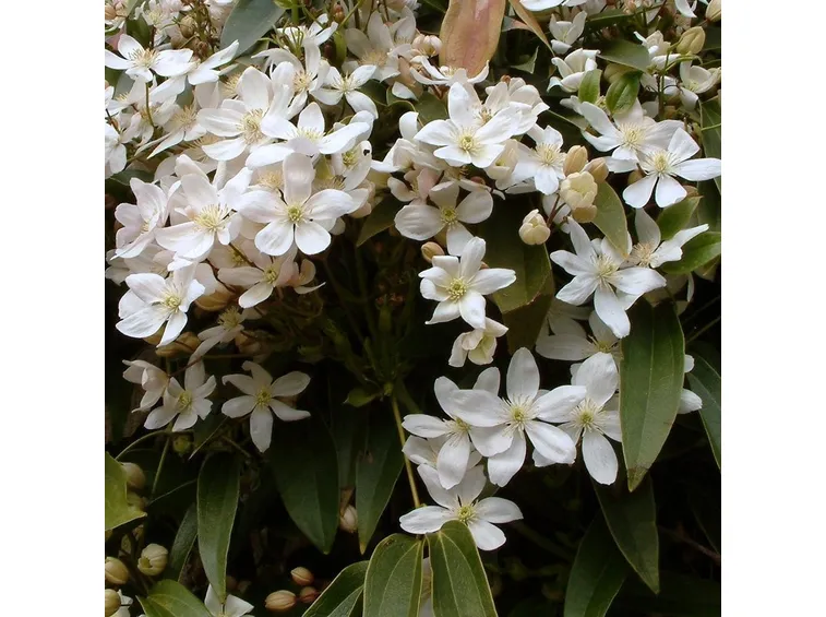 Clematis armandii