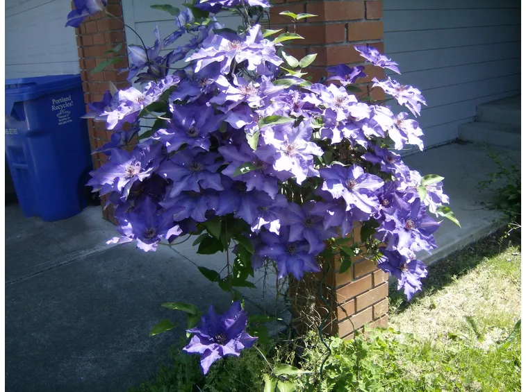 Clematis 