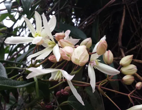 Fiori clematis armandii