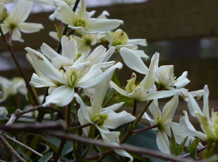 Infiorescenze pianta clematis