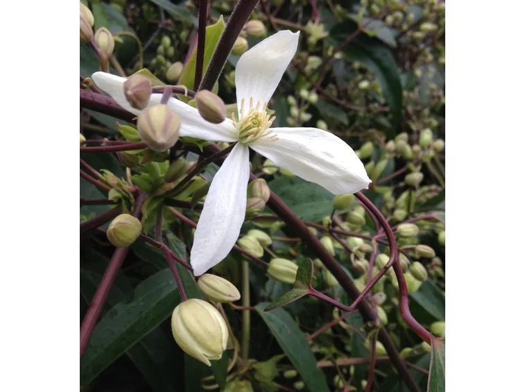 Boccioli fiori pianta rampicante