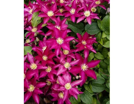 Fioritura clematis piilu