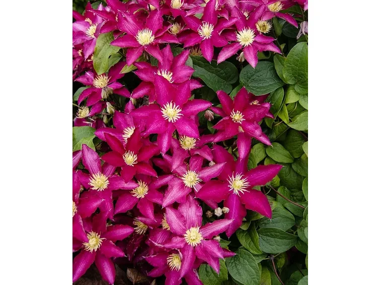 Fioritura clematis piilu