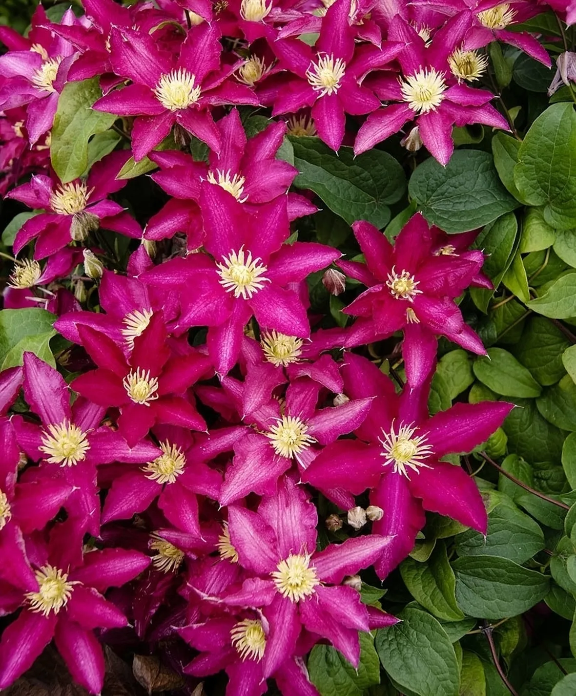 Fioritura clematis piilu