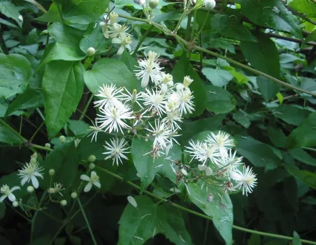 I fiori della Clematis Vitalba