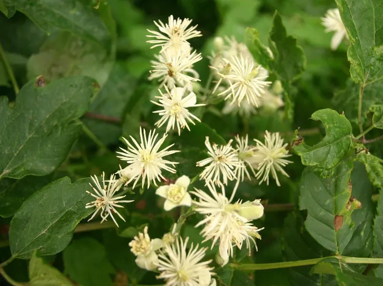 Il fiore della Clematis Vitalba