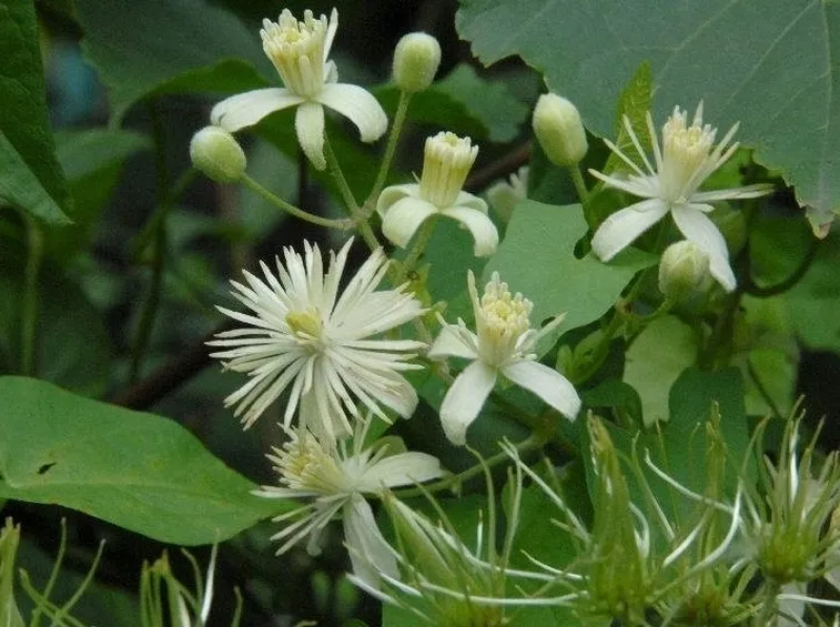 Particolare della Clematis Vitalba