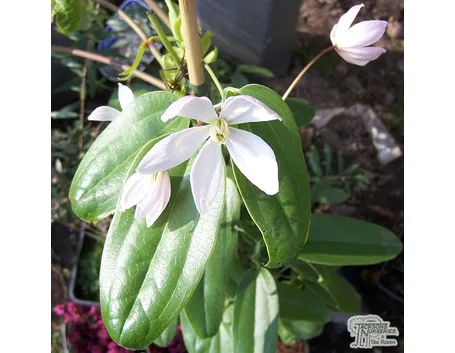 Particolare fiore clematis
