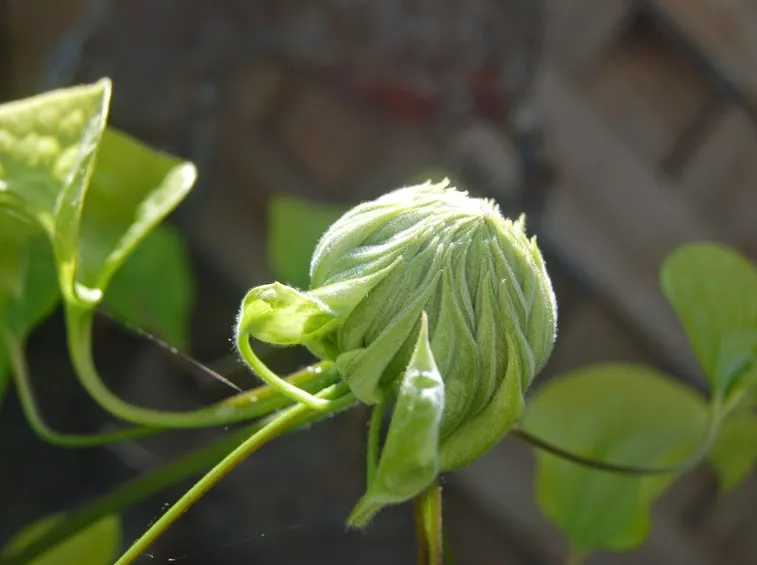 Afidi clematide