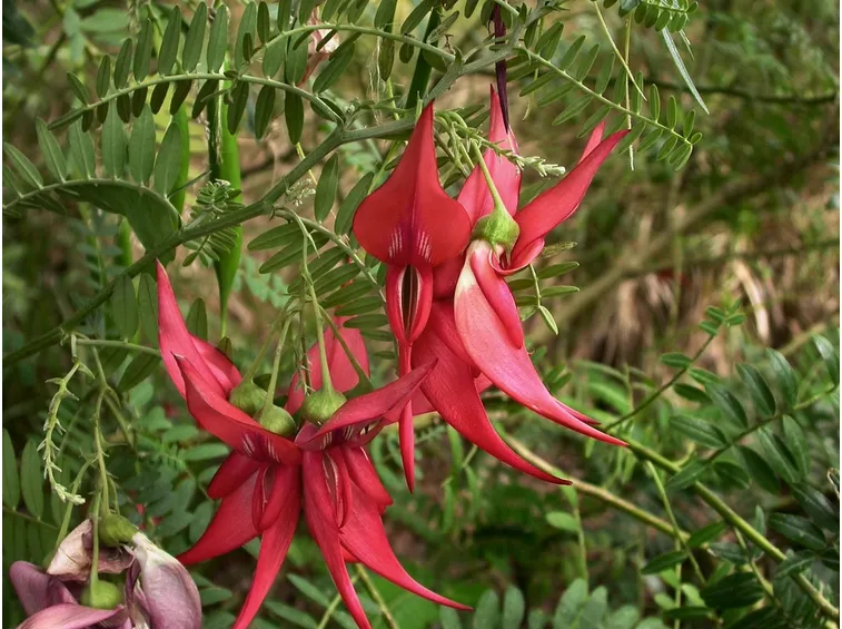 clianthus