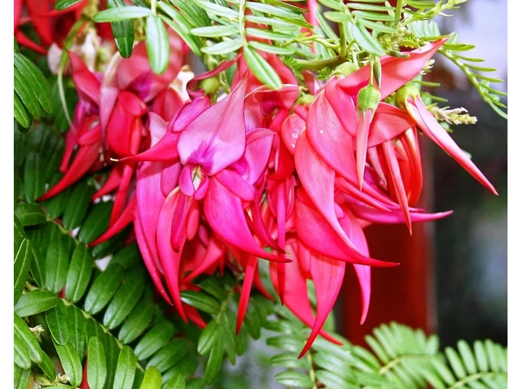 clianthus