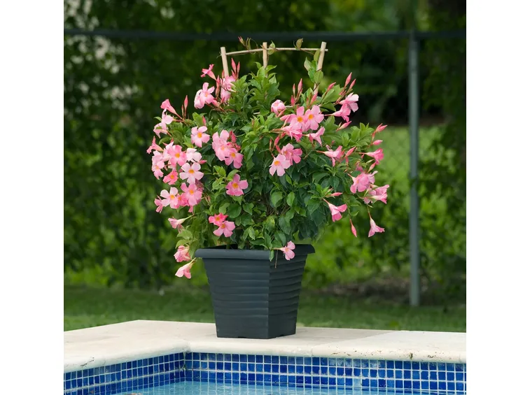 Dipladenia 