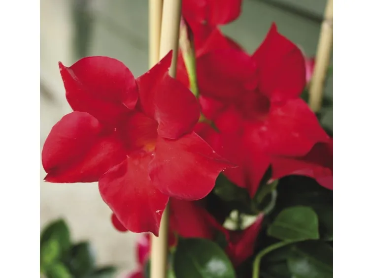 dipladenia pianta