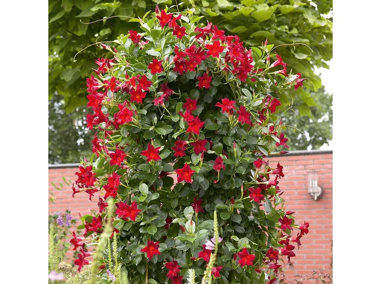 Dipladenia sundaville dai fiori rossi