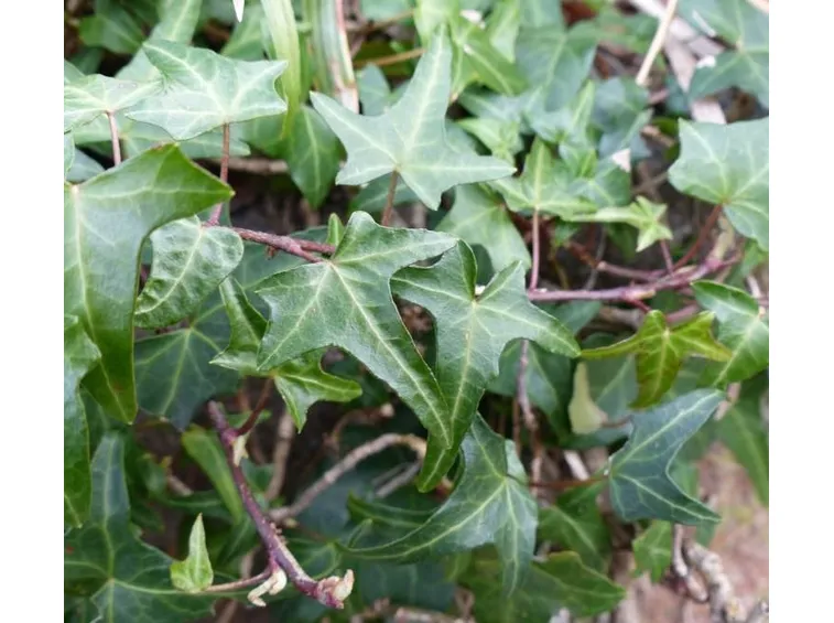 edera helix