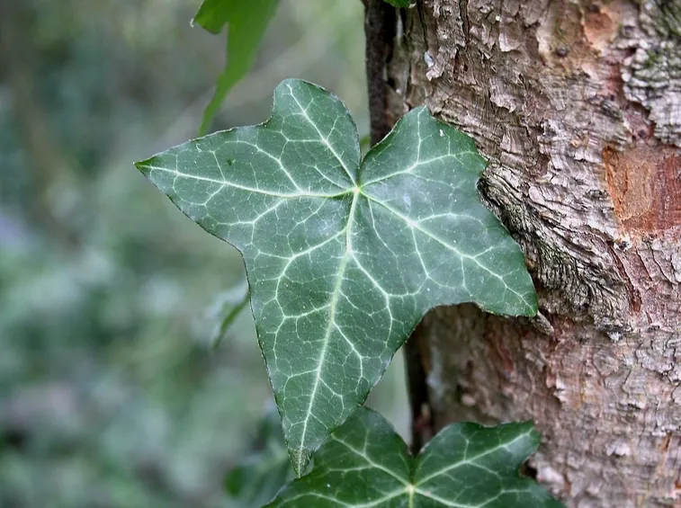 Edera rampicante 