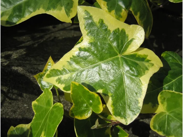 Edera rampicante 
