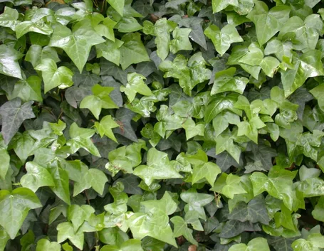 edera