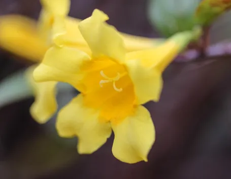 Fiori di gelsomino giallo