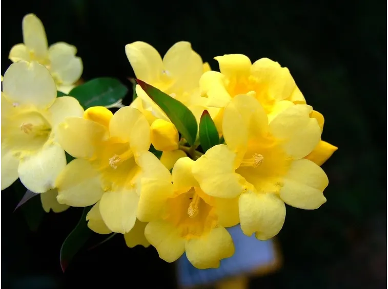 Piantine di gelsomino giallo