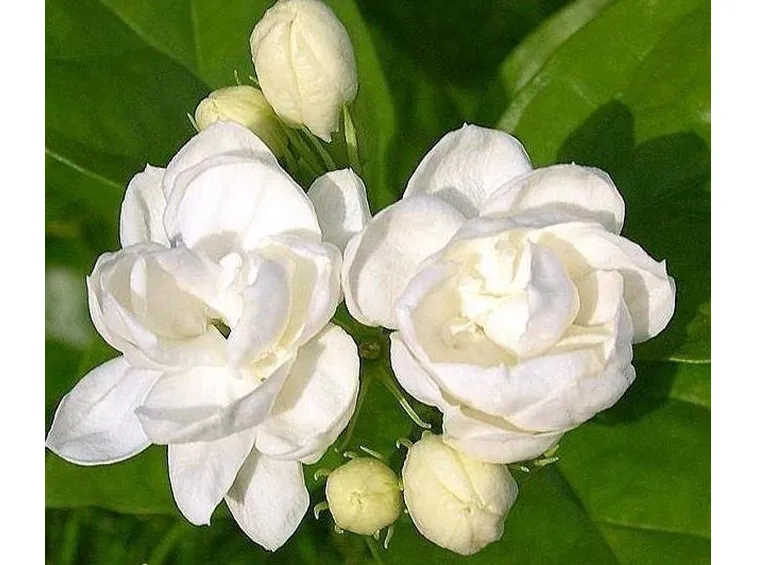 Fiore del gelsomino
