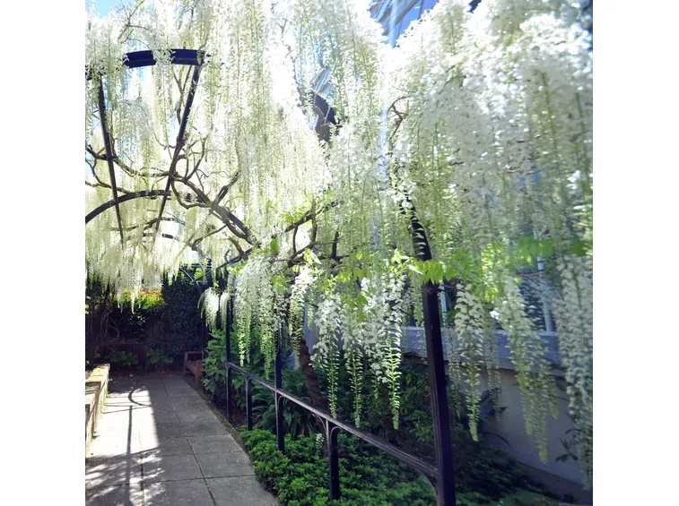 Wisteria sinesis
