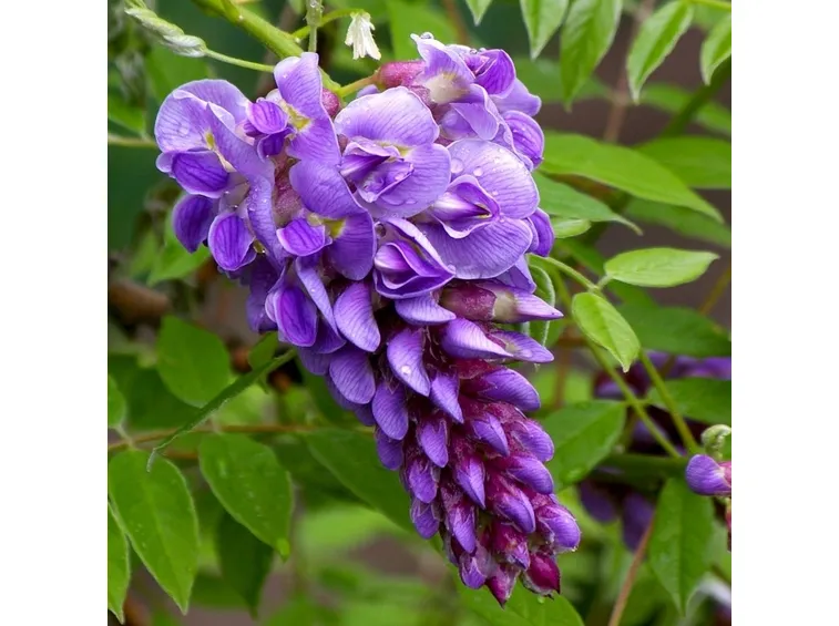 Wisteria frutescens