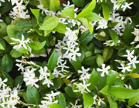 Fiori di gelsomino bianchi