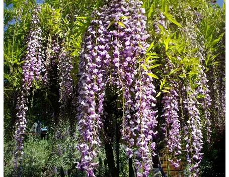 glicine fiorito