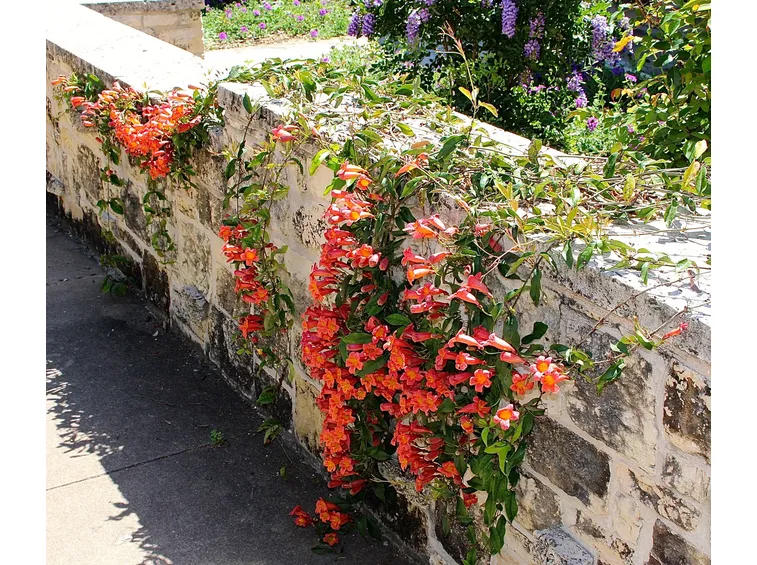 Bignonia