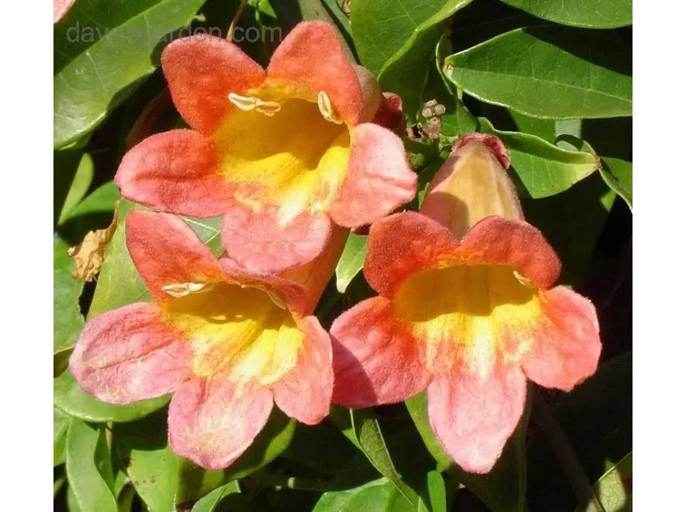 Fiori bignonia