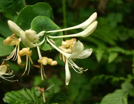 Lonicera caprifolium